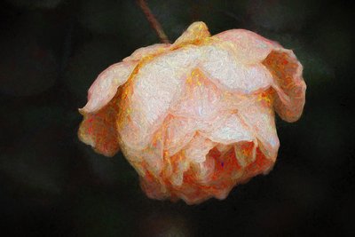 Bloom by Helen White